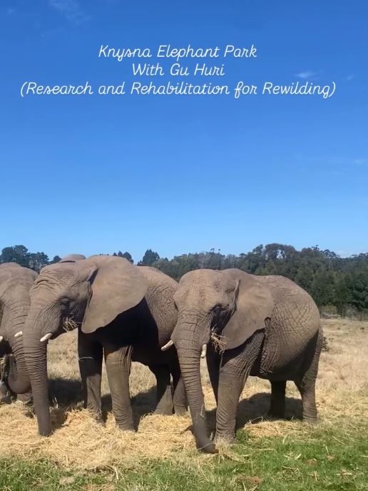 Knysna Elephant Park